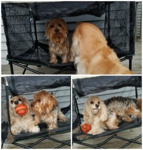 quik shade pets