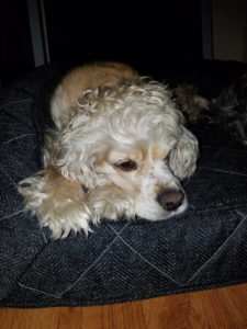 brentwood home pet bed