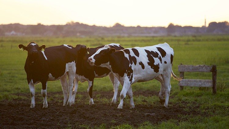cows ascpa