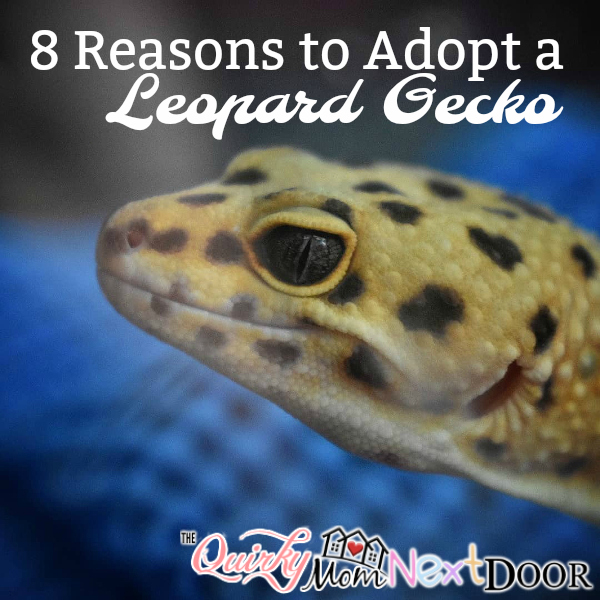 leopard gecko