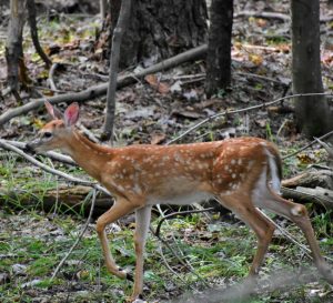 Beautiful deer in the Poconos