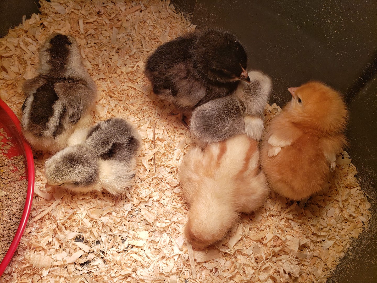 homestead chicks